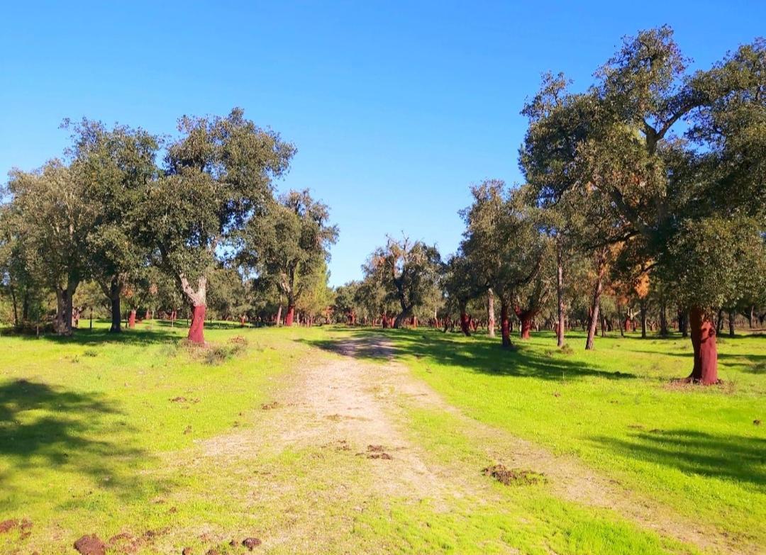 Casas Herdade Do Convento Da Serra Almeirim Kültér fotó